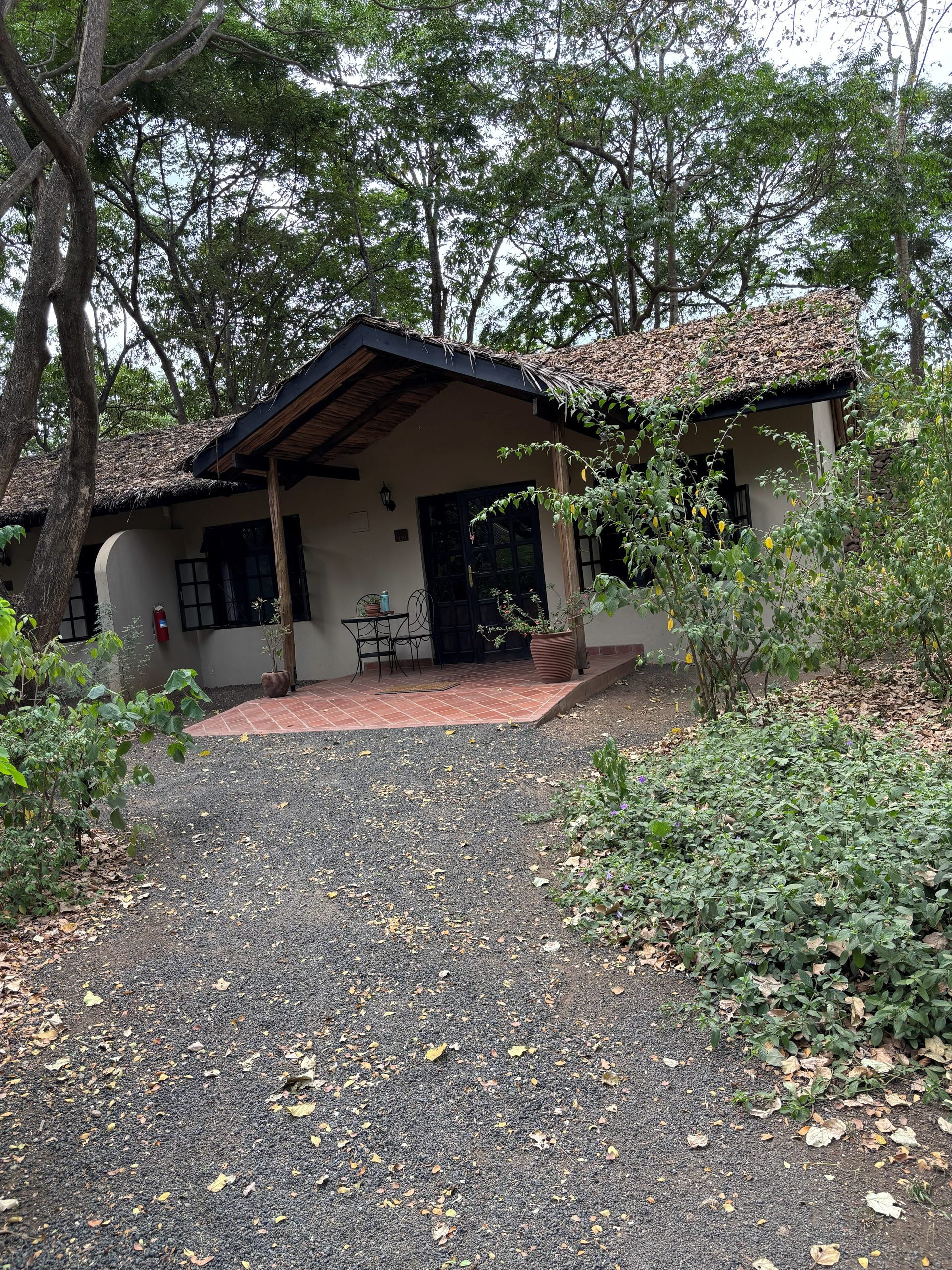 Rivertrees Country Inn Cottage 9 exterior — thatched roof, terracotta porch, and the forest pressing in from every side